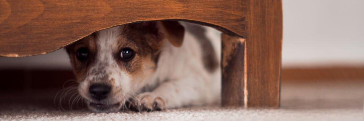 The True Essence of Anxiety: Living in a Constant State of Fear