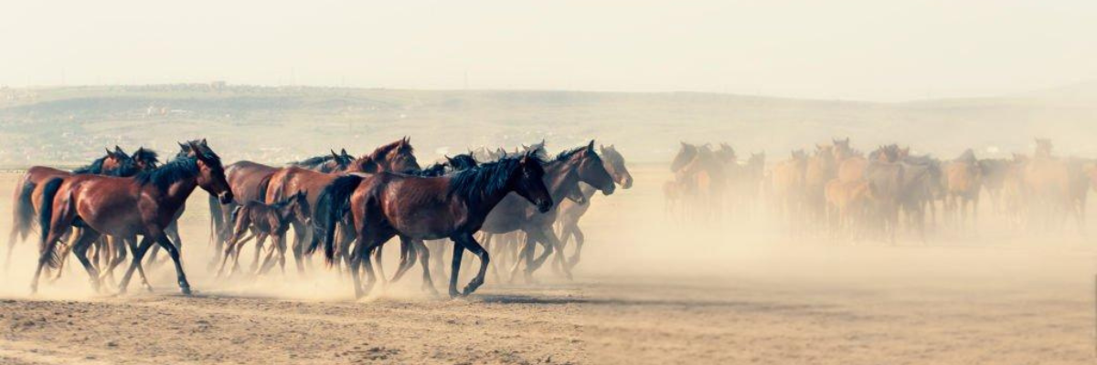 The Wild Horse Effect: 4 Steps to Master Negative Emotions and Regain Control