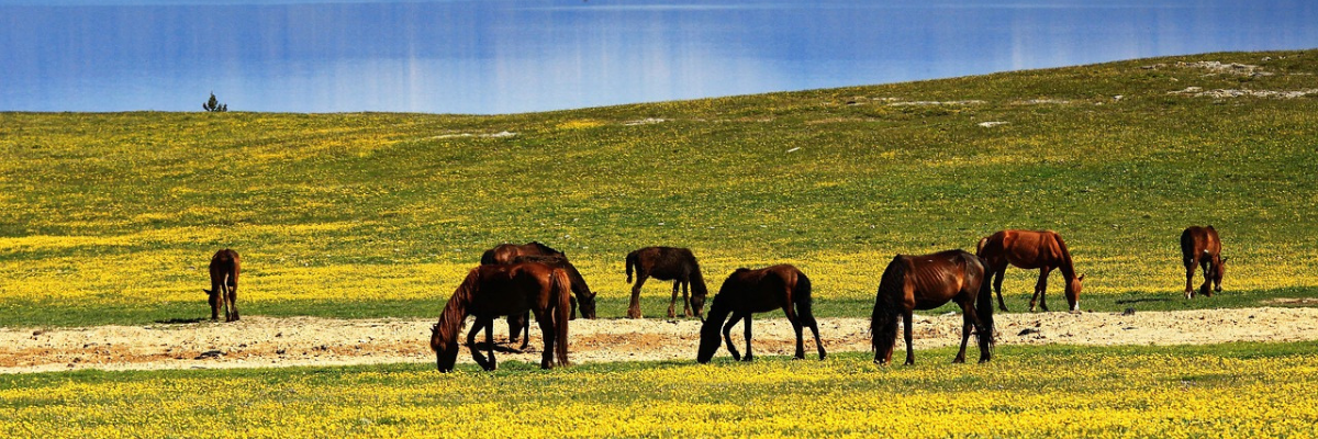 The Wild Horse Effect: How to Calm Negative Emotions in Just 5 Minutes