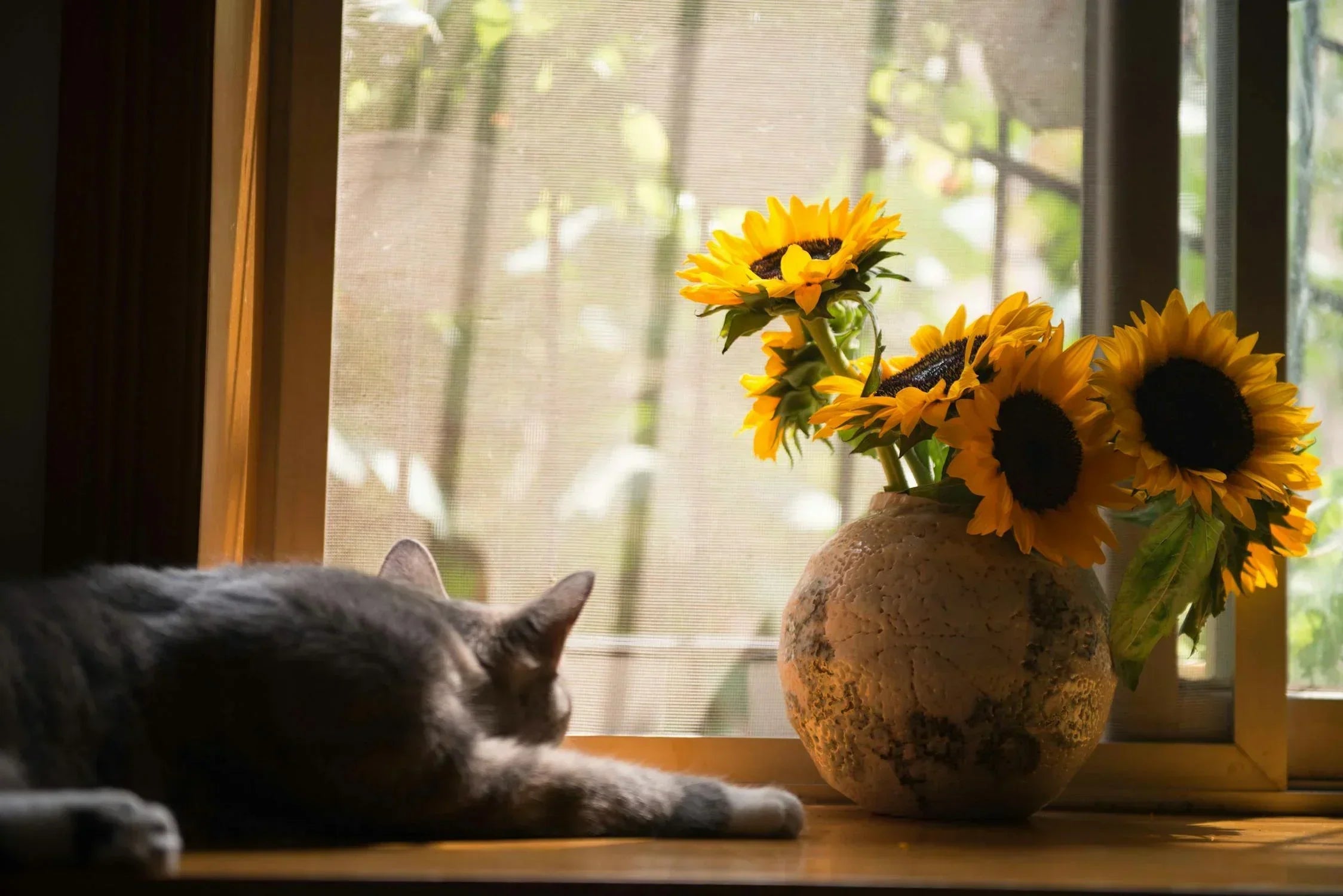 The Simple Secret to Joy: Living Like a Happy Cat